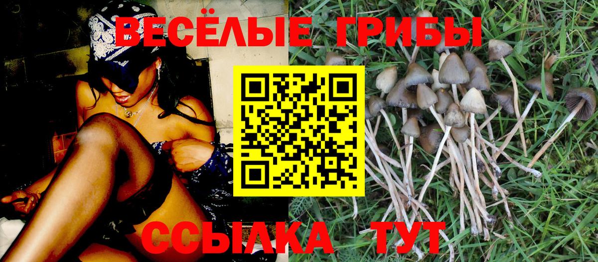 Псилоцибиновые грибы Psilocybe Екатеринбург